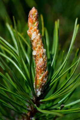 Pinus contorta 'Pendula' - borovice pokroucená - svíce